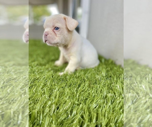 Medium Photo #27 French Bulldog Puppy For Sale in TAMPA, FL, USA