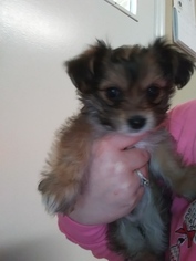 Chorkie Puppy for sale in LAGRANGE, GA, USA