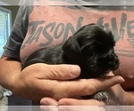 Small Photo #7 Schweenie Puppy For Sale in DOTHAN, AL, USA