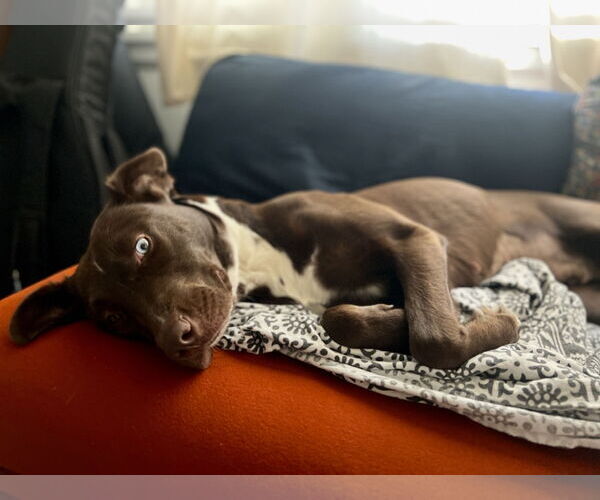 Medium Photo #4 Borador Puppy For Sale in St. Louis Park, MN, USA