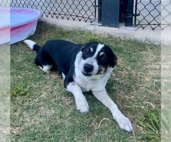Medium Photo #2 Mutt Puppy For Sale in Temple, TX, USA
