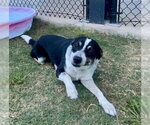Small #1 Mutt