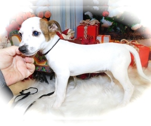 Jack-Rat Terrier Puppy for sale in HAMMOND, IN, USA