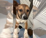 Small #1 Mutt