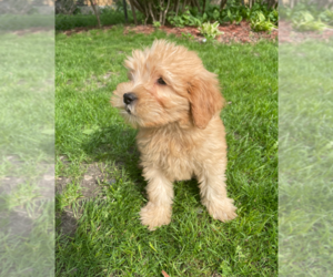 Goldendoodle (Miniature) Puppy for sale in MILWAUKEE, WI, USA