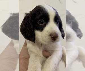 English Springer Spaniel Puppy for sale in CLOVIS, CA, USA