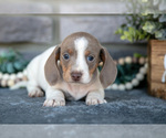 Puppy Timber Dachshund