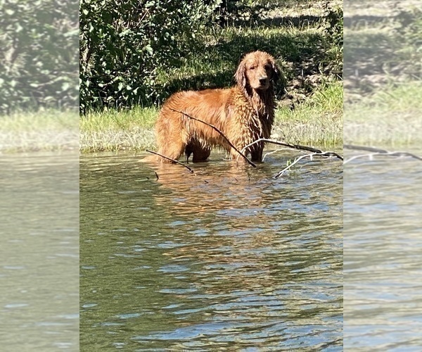 Medium Photo #4 Golden Retriever Puppy For Sale in COLORADO SPRINGS, CO, USA