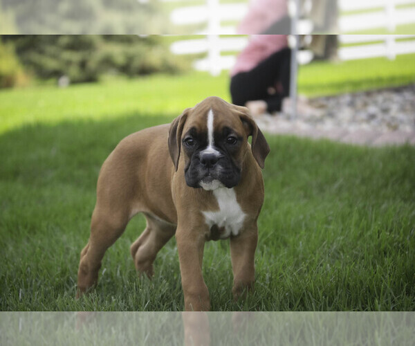 Medium Photo #3 Boxer Puppy For Sale in SHIPSHEWANA, IN, USA