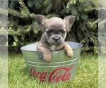 Small #1 French Bulldog