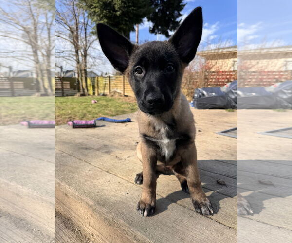 Medium Photo #11 German Shepherd Dog Puppy For Sale in Seattle, WA, USA