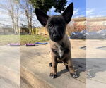 Small #10 German Shepherd Dog