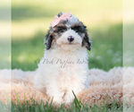 Small #4 Goldendoodle (Miniature)