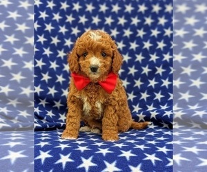 Cavapoo-Poodle (Miniature) Mix Puppy for sale in NEW PROVIDENCE, PA, USA