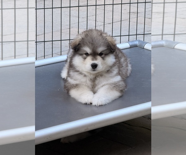 Medium Photo #1 Alaskan Malamute Puppy For Sale in ORINDA, CA, USA
