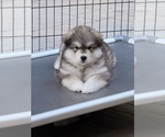 Small Alaskan Malamute