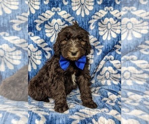 Goldendoodle Puppy for sale in CHRISTIANA, PA, USA