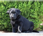 Small #3 Labrador Retriever