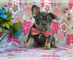 French Bulldog Puppy for sale in LANCASTER, PA, USA