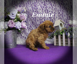 Small #14 Cavalier King Charles Spaniel