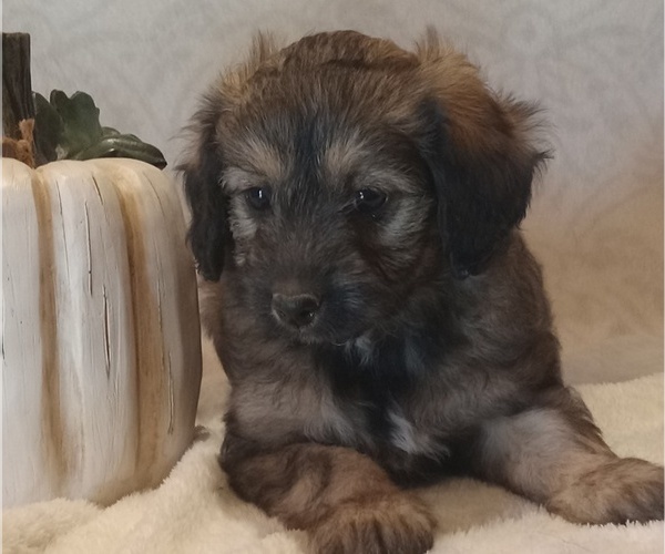 Medium Photo #3 Aussiedoodle Toy Puppy For Sale in MILFORD, IN, USA