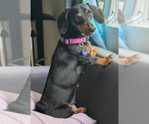 Dachshund Dogs for adoption in Los Angeles, CA, USA