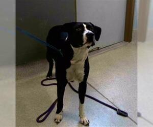 American Bulldog-Unknown Mix Dogs for adoption in Tallahassee, FL, USA