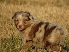 Puppy 5 Australian Shepherd