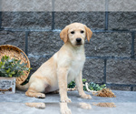 Small #1 Labrador Retriever