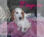 Small Photo #54 Basschshund Puppy For Sale in San Antonio, TX, USA