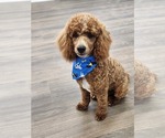 Small Photo #1 Cavapoo Puppy For Sale in CARLISLE, KY, USA