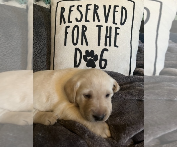 Medium Photo #2 Labrador Retriever Puppy For Sale in SPOKANE, WA, USA