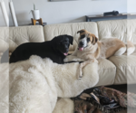 Small #2 Labrador Retriever Mix
