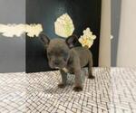Small Photo #5 French Bulldog Puppy For Sale in MCMINNVILLE, TN, USA