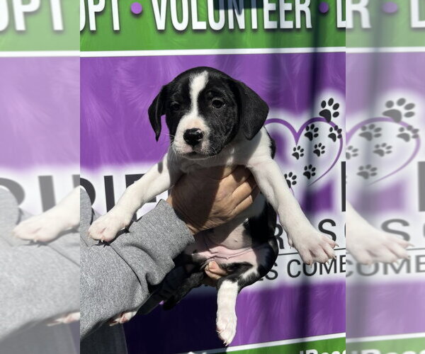 Medium Photo #3 Boxer-Unknown Mix Puppy For Sale in Mooresville, NC, USA