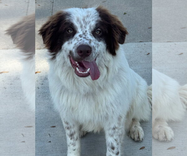 Medium Photo #2 Australian Shepherd-Unknown Mix Puppy For Sale in Newport Beach, CA, USA