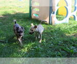 Small #17 Labrador Retriever Mix