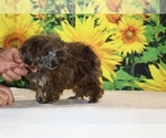 Spirit - Male Poodle (Toy) Puppy for Sale - Photo #19