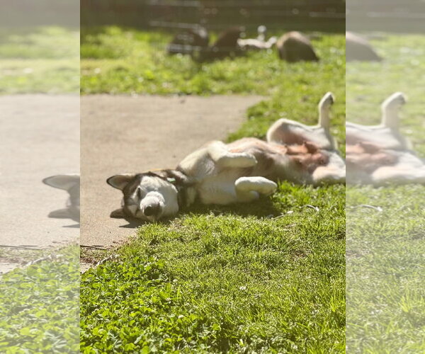 Medium Photo #1 Siberian Husky Puppy For Sale in Holly Springs, NC, USA