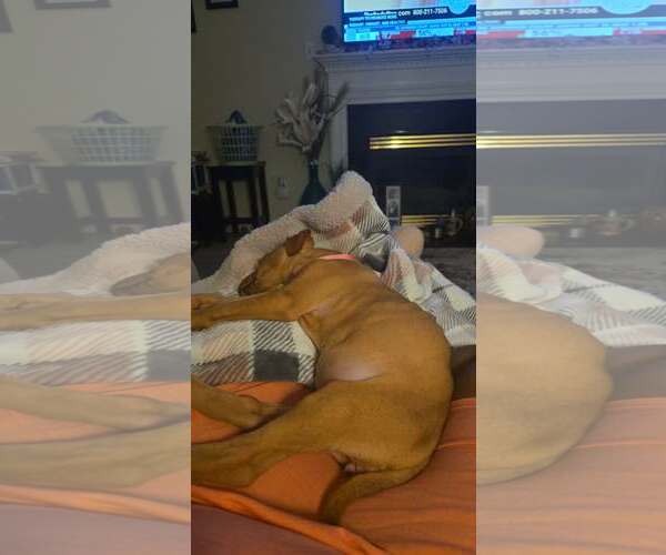 Medium Photo #15 American Staffordshire Terrier-Rhodesian Ridgeback Mix Puppy For Sale in Holly Springs, NC, USA