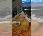 Small #14 American Staffordshire Terrier-Rhodesian Ridgeback Mix