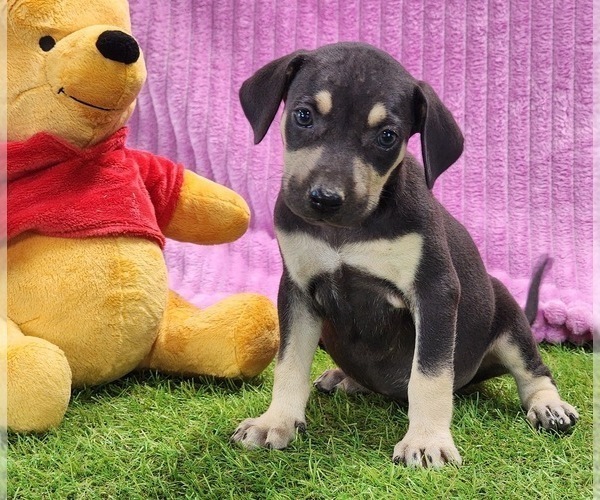 Medium Photo #7 Catahoula Leopard Dog Puppy For Sale in CUMBY, TX, USA