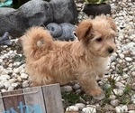 Small #7 Yo-Chon