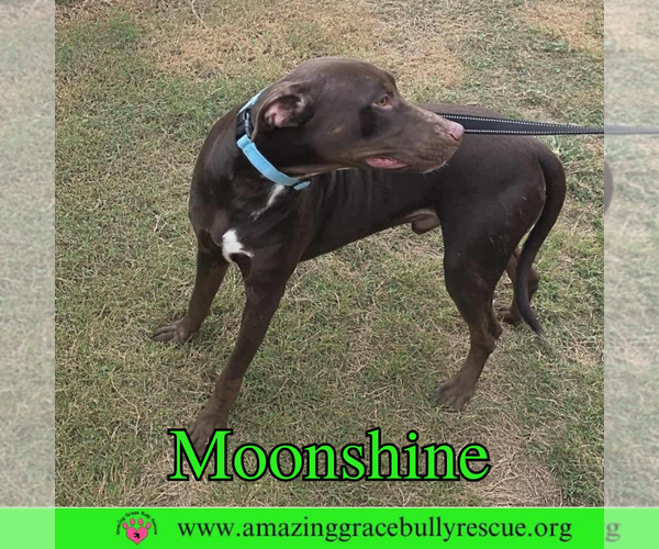 Medium Photo #9 Doberman Pinscher-Unknown Mix Puppy For Sale in Pensacola, FL, USA