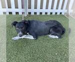 *VIVI - Female Mutt Dog for Adoption - Small photo
