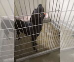 Small #1 American Staffordshire Terrier Mix
