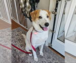 Small #48 Great Pyrenees Mix
