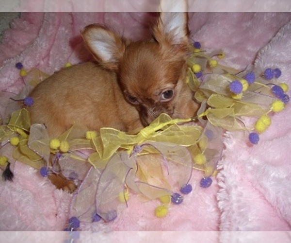 Medium Photo #5 Chihuahua Puppy For Sale in MADISON, MS, USA
