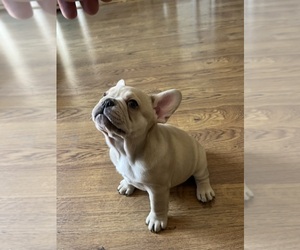 French Bulldog Puppy for sale in CEDAR RAPIDS, IA, USA