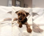 Small #2 Mutt